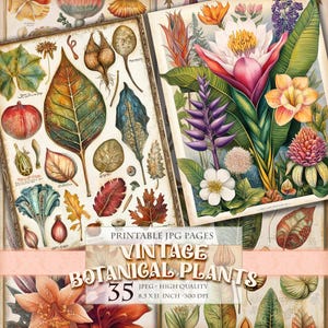 Vintage Botanical Plants, Old Drawings, Printable HQ 35 JPG image, Junk Journal Folio Pages, Scrapbook Ephemera, Instant download.