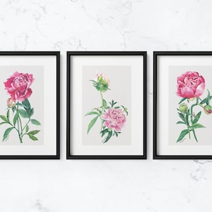 5x7 PEONY BOTANICAL WATERCOLOR Giclee Prints from Original Paintings