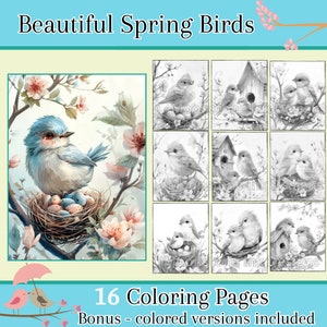 Beautiful Spring Birds Adult Coloring Pages, 16 Digital Downloads, Digital Coloring Sheets, Printable PDF, Beautiful Birds, Procreate