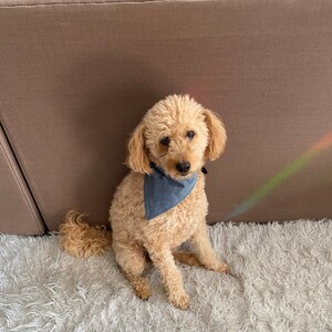 May include: A light brown dog with a blue bandana sitting on a white fluffy rug.