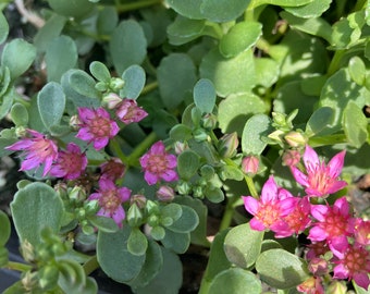 20 Rooted Caucasian Stonecrop. Sedum creeping Stonecrop