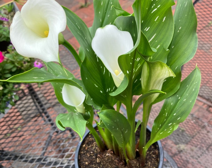 White Calla Lily Plant From a 6” Pot - Etsy