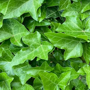 May include: Close-up of vibrant green ivy leaves. The leaves have a distinctive shape with multiple lobes and prominent veins. The image showcases the natural texture and color variations of the foliage, creating a lush, detailed pattern.