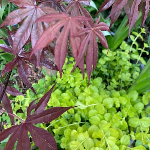 Plantas de Lysimachia nummularia enraizadas, procedentes de una maceta de 10 cm.