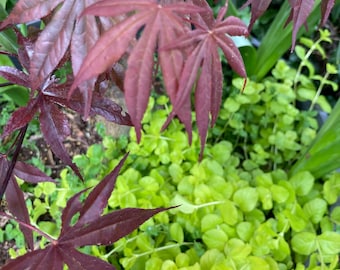 10 Rooted Creeping Jenny Plants bareroot.