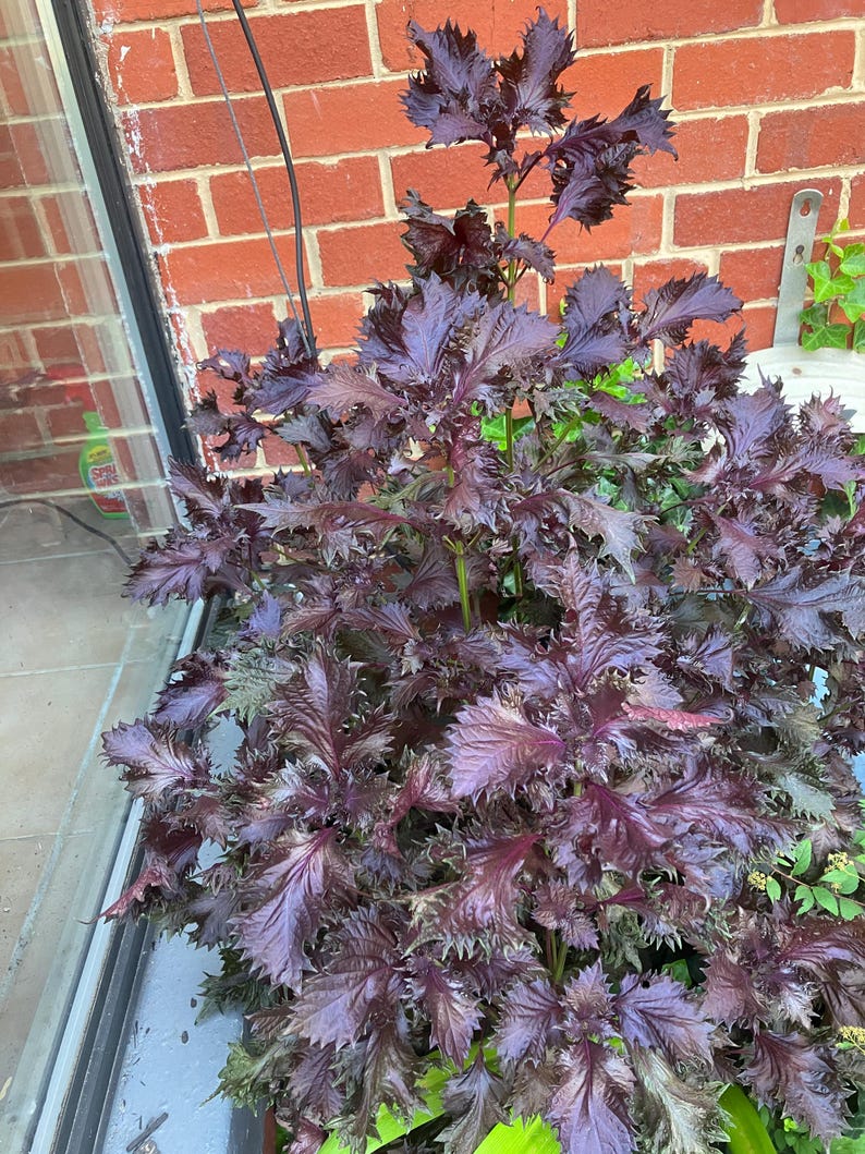 Six (6) Red-Purple Shiso/Perilla Plants 画像 1