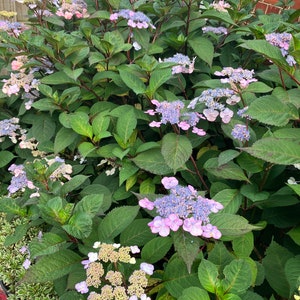 May include: A lush hydrangea bush with large green leaves and clusters of delicate flowers in shades of lavender, pink, and white. The plant has dark red stems and is set against a wooden fence and brick wall.