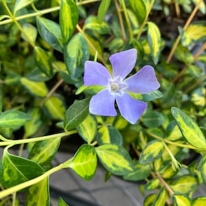 May include: A single light purple flower with five petals blooms on a green and yellow variegated leaf plant.