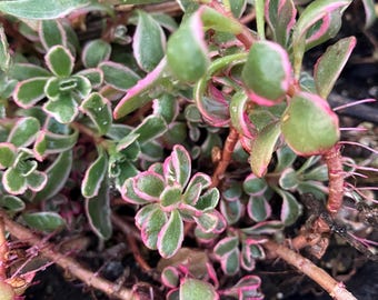 Six (6)Rooted Sedum Tricolor succulents.