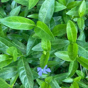 May include: A close-up of a green leafy plant with a single light blue flower.