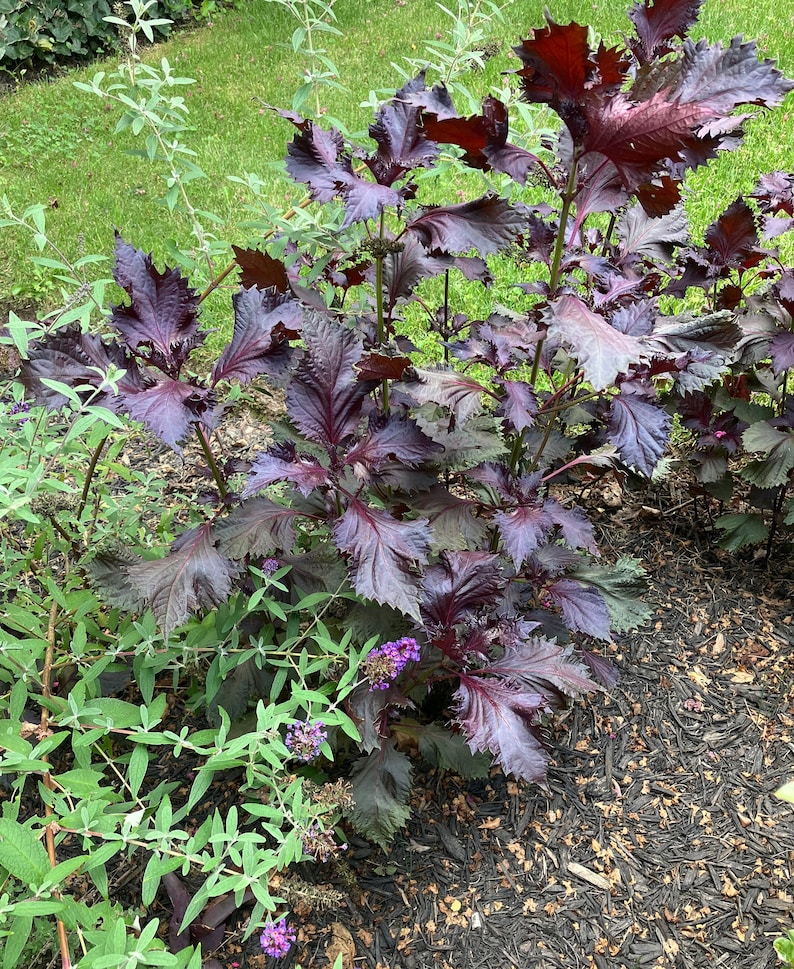 以下が含まれることがあります： 大きく、質感のある、濃い紫色の葉を持つ植物のクローズアップ。植物には複数の茎があり、緑の葉とマルチに囲まれています。葉はフリルのある縁と鮮やかな色をしています。