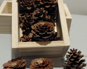 May include: A rectangular light-colored wooden box filled with several brown pine cones. Additional pine cones of varying sizes and shapes are scattered around the base of the box, displaying natural textures and woody brown tones throughout.