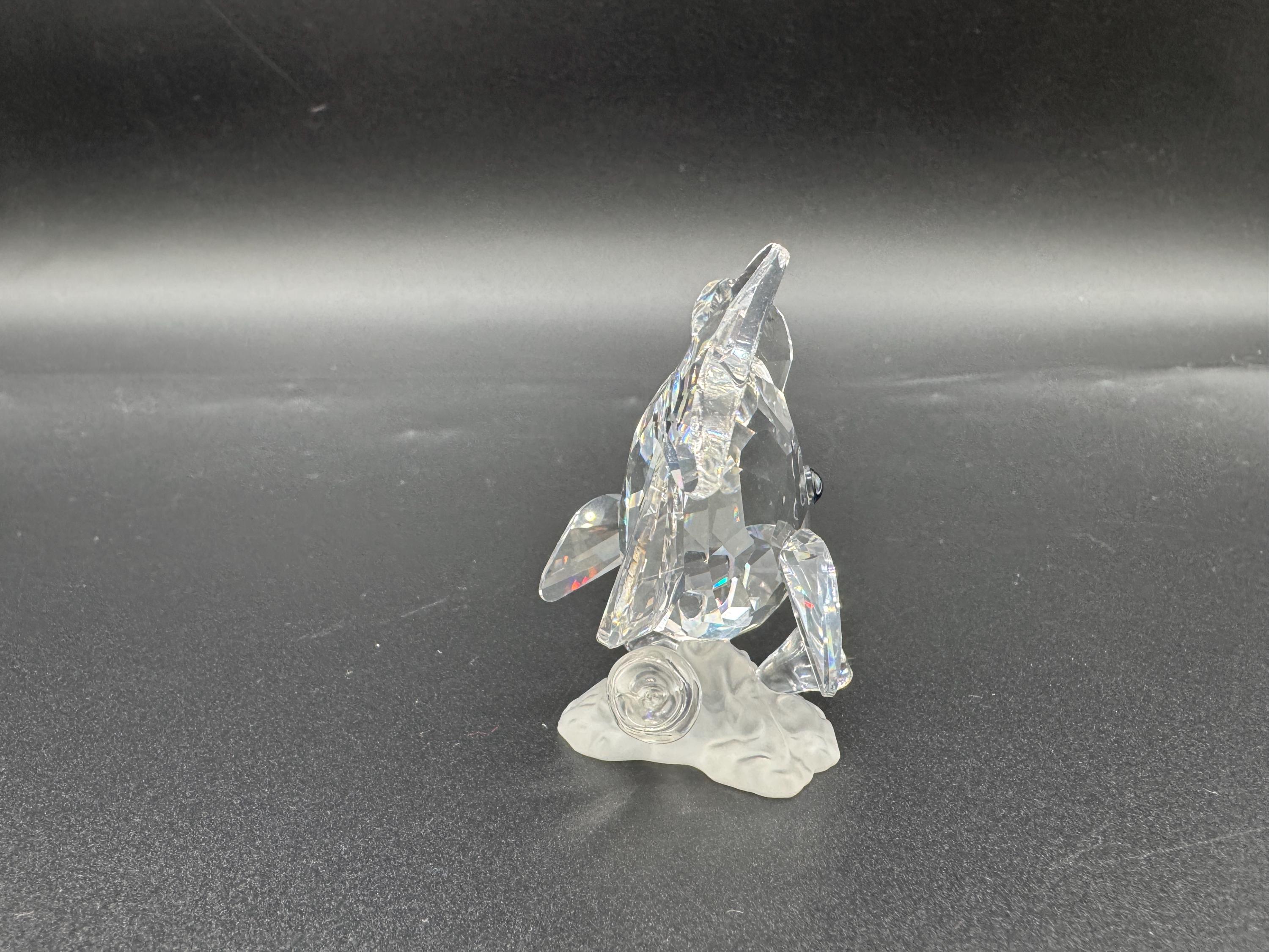 スワロフスキー タンフィッシュクリア(Tang Fish Clear) Swarovski