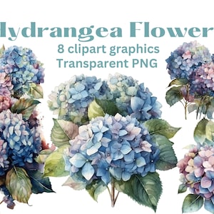Watercolor HYDRANGEA Flowers clipart set, 8 clip art images, transparent png files, watercolor floral clipart, summer flowers, hydrangeas