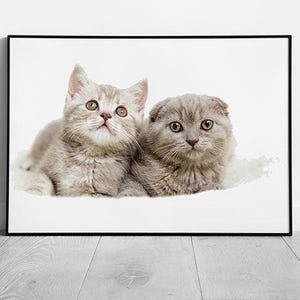 Stampa artistica da parete con gattini Scottish Fold che si coccolano, immagine incorniciata di soffici gatti grigi