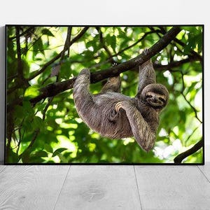 Stampa artistica da parete raffigurante un bradipo curioso, divertente decorazione della foresta pluviale appesa a un ramo di un albero in Costa Rica