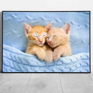 Adorabili gattini rossi che si accoccolano in una coperta blu - Stampa artistica da parete con foto di gatti carini