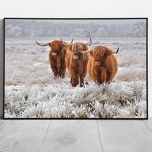 Stampa artistica da parete su carta con cornice raffigurante mucche delle Highlands scozzesi, habitat naturale invernale