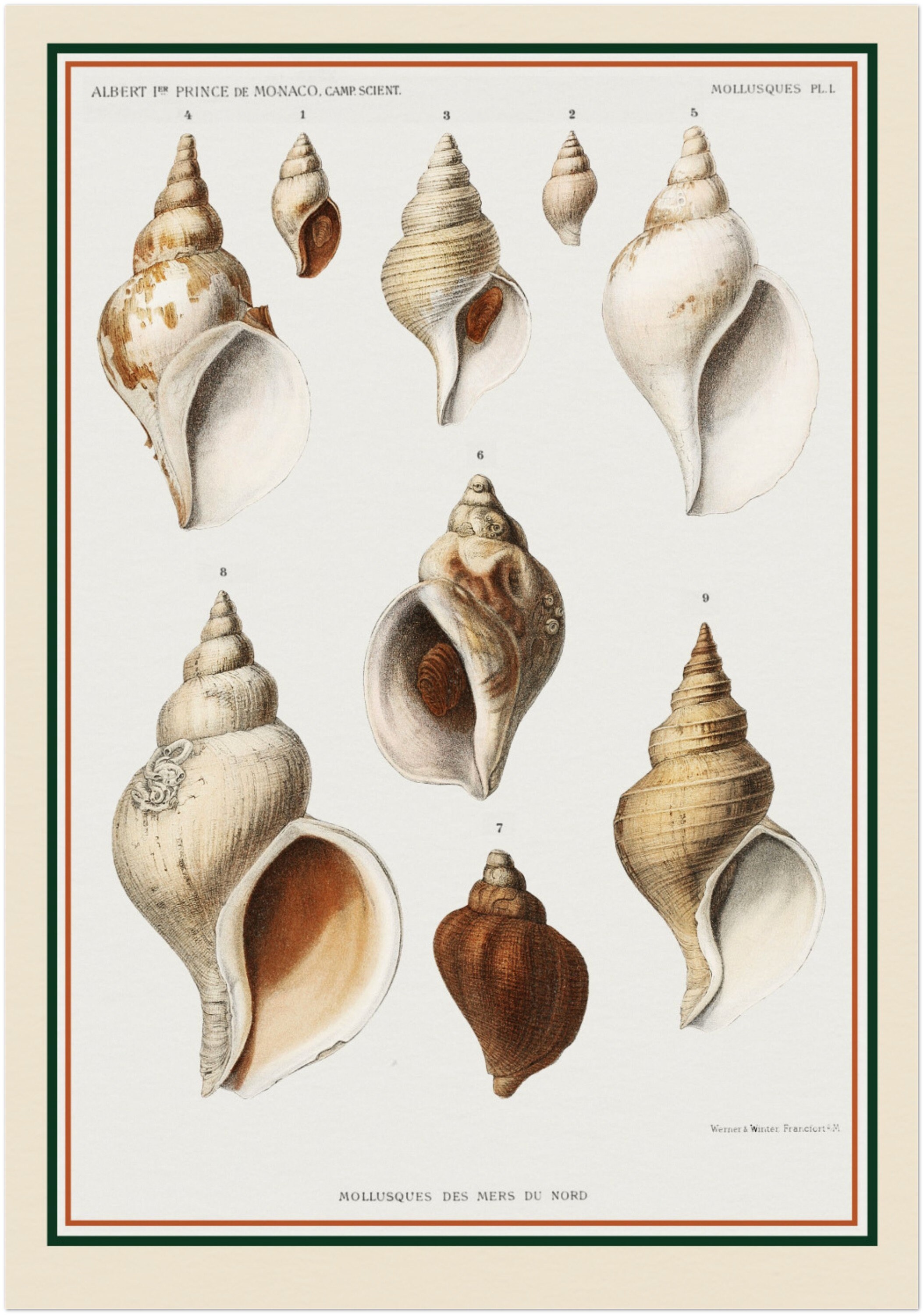 洋書 Shells - Classic Natural History Prints Shells - Classic Natural History Prints - Dance, S. Peter