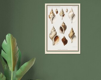 洋書 Shells - Classic Natural History Prints 洋書 Shells - Classic Natural History Prints 洋書 Shells