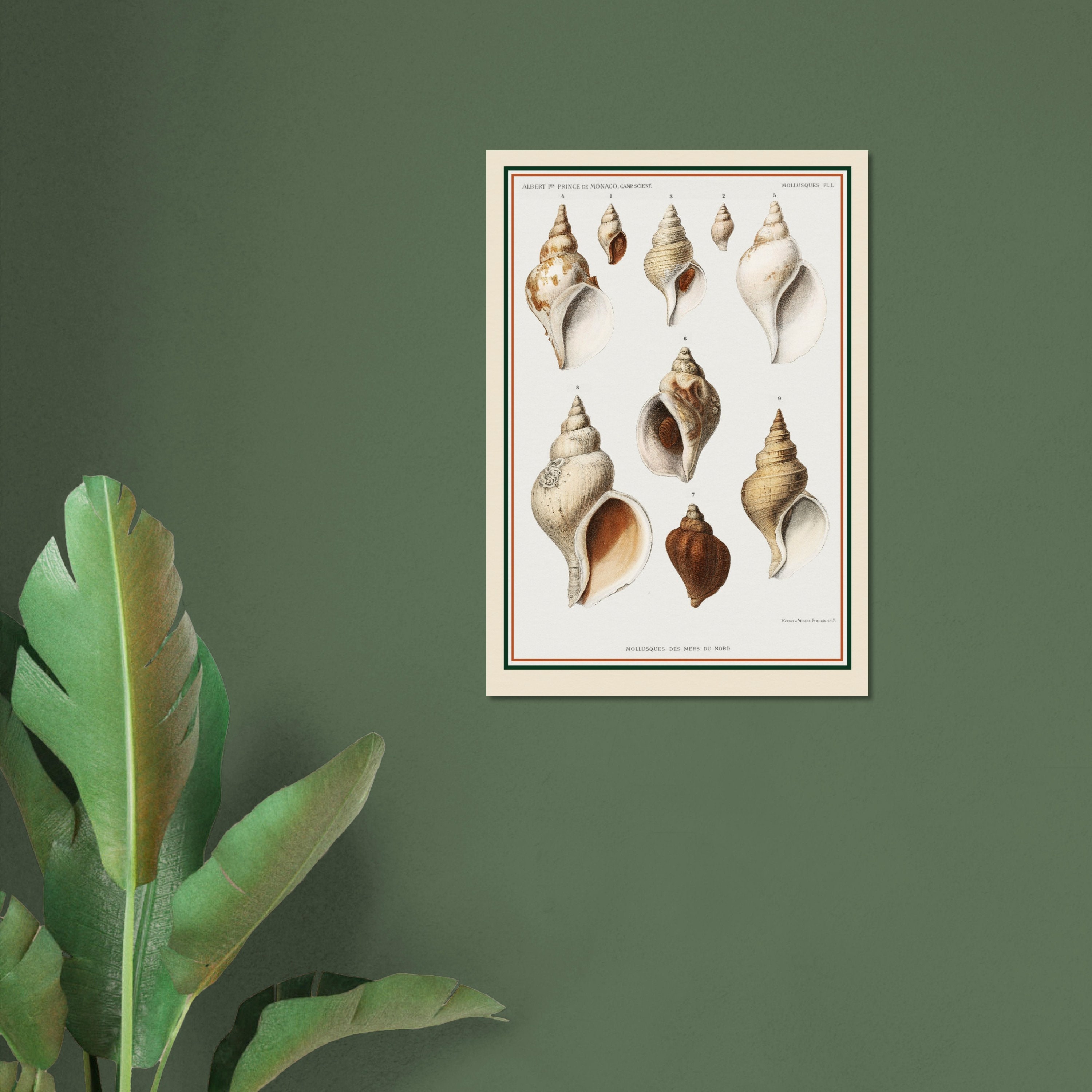 Vintage Conch Shell Varieties Illustration, 1852, Museum