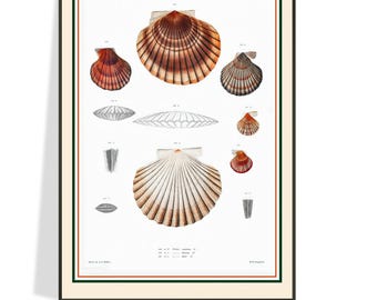 Vintage 1800s Scallop Mollusks Natural Science Illustration, Ideas for Kitchen Decor, wall decor for cafes, Hallway wall decor, Ships Free