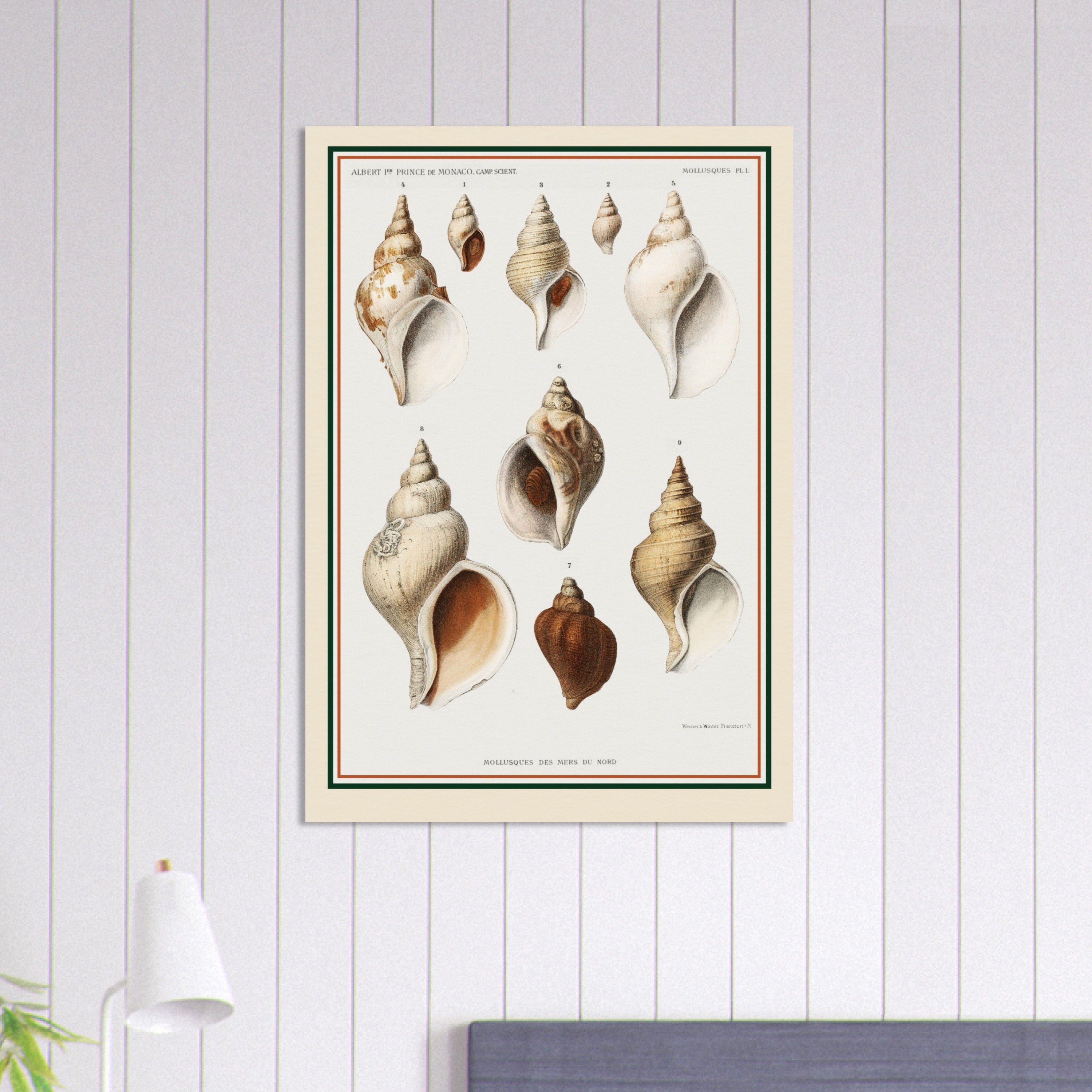 洋書 Shells - Classic Natural History Prints 洋書 Shells - Classic Natural History Prints Vintage Prints
