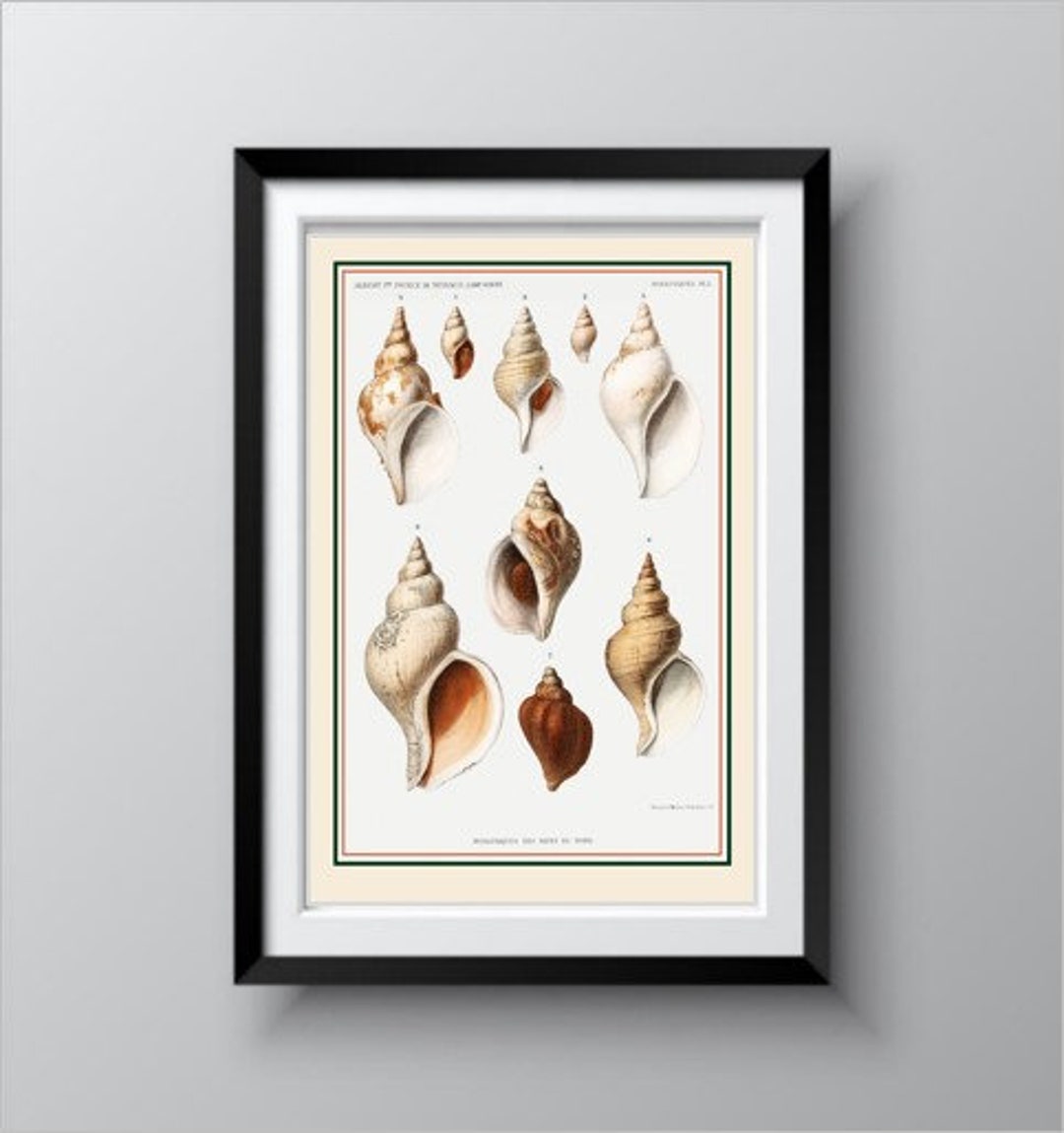 洋書 Shells - Classic Natural History Prints Natural History Art, Sea Shells, Martini & Chemnitz, Antique