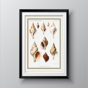 Vintage Conch Shell Varieties Illustration, 1852, Museum Quality Reproduction Poster, Natural Science Illustrations, Christmas gift Idea.