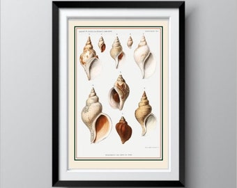 洋書 Shells - Classic Natural History Prints Shells - Classic Natural History Prints - Dance, S. Peter