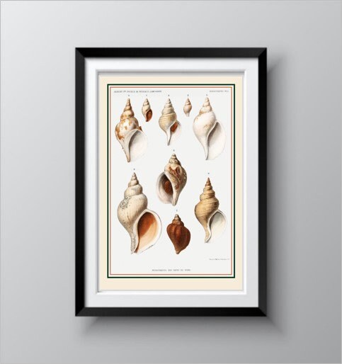 Vintage Conch Shell Varieties Illustration, 1852, Museum