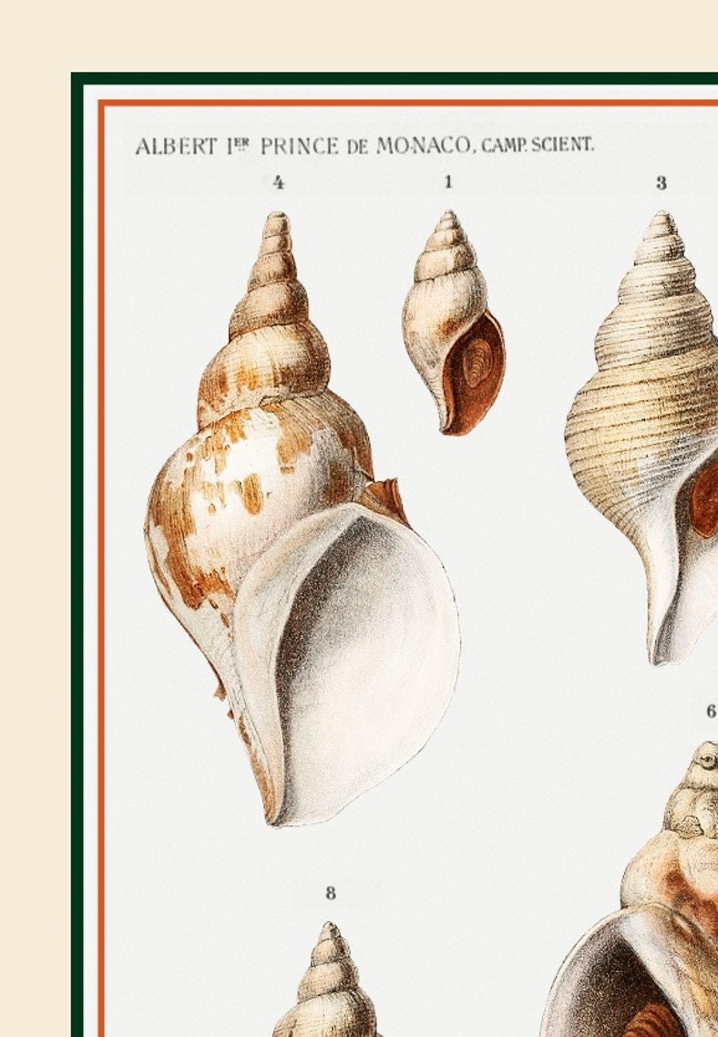 Conch Shell Reproduction Vintage Conch Shell Varieties Illustration, 1852, Museum Quality ...