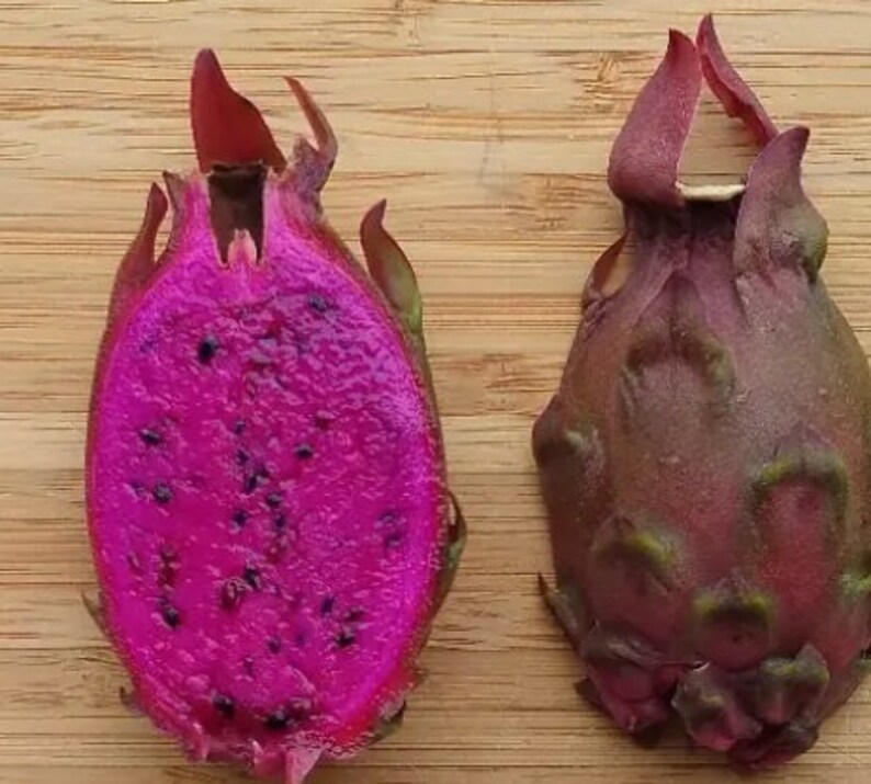 Sugar Dragon Fruit Cutting, Very Sweet Flavor and High Production, Dragon Fruit Cutting, Dragon