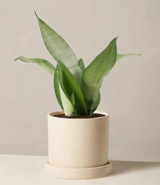 Rare sansevieria