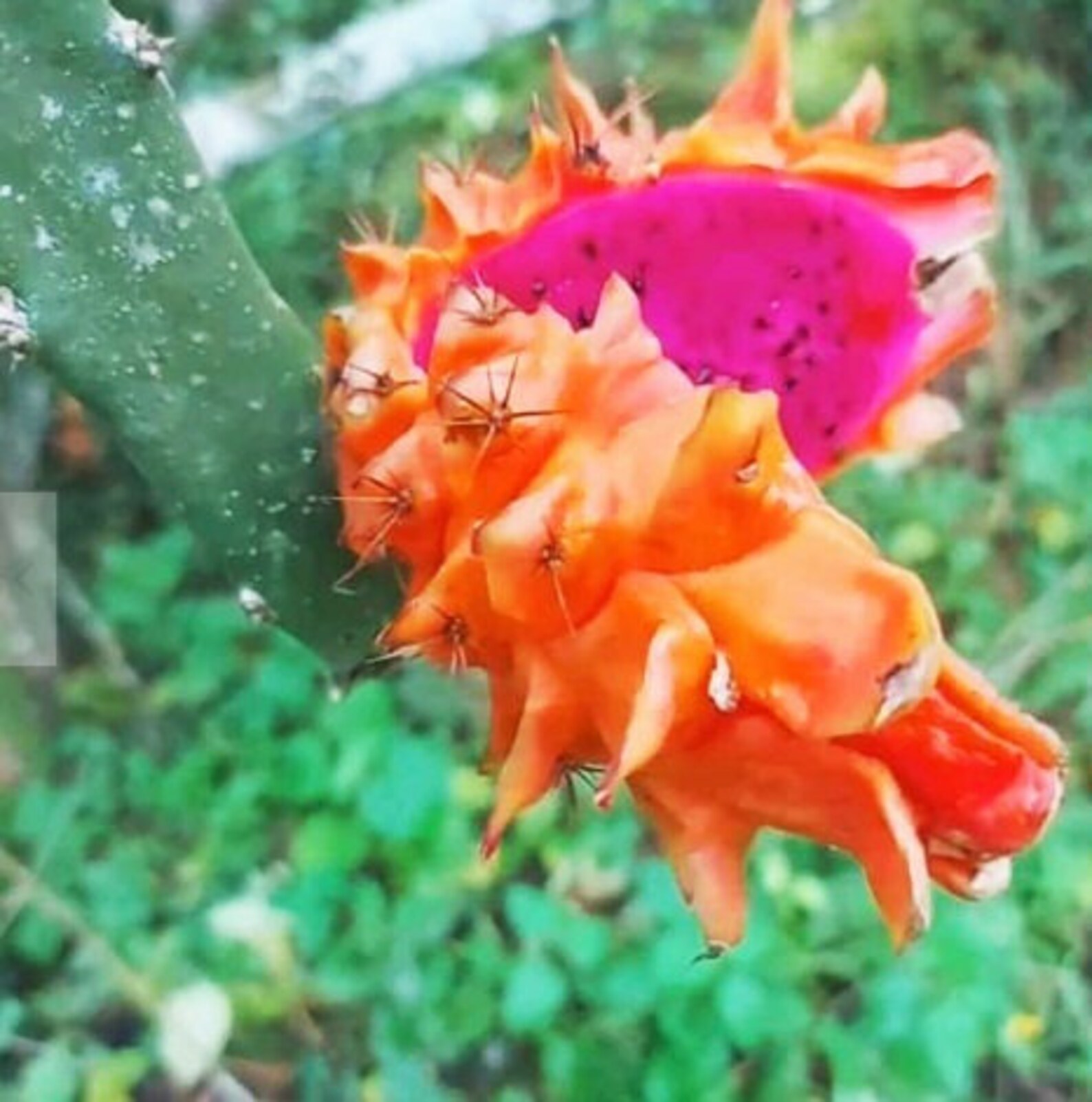 RARE Giant Orange Dragon Fruit Cutting, Orange Skin, Sweet, Big, Redish
