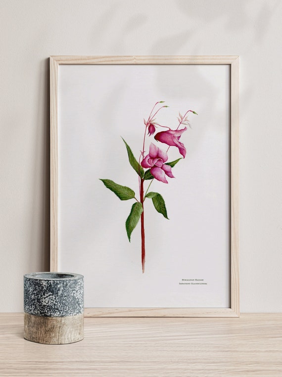 Print Home Print. Decor Wall Art Flower Botanical Watercolour Floral Balsam Pink Poster Wall Etsy Flower - Himalayan Art Illustration A3