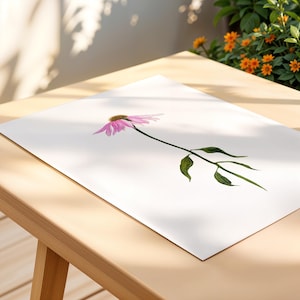 Stampa botanica di Echinacea purpurea - Illustrazione ad acquerello di Echinacea purpurea, stampa artistica da parete con fiori di campo, poster floreale in formato A3/A4.