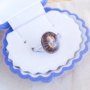 Op de afbeelding: Een zilveren ring met een bruine en witte schelp inlay in een blauwe fluwelen ringdoos.