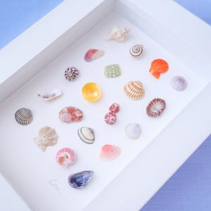 Opere d'arte con conchiglie, 20 piccole conchiglie e tesori marini selezionati con cura dal Portogallo, opere d'arte sulla libreria costiera, scatola dei ricordi delle vacanze, decorazioni per la cameretta dei bambini