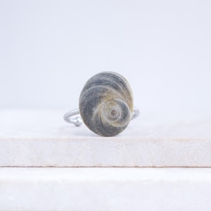 Puede incluir: Anillo de plata con una concha marina natural. La concha tiene forma de espiral con tonos grises y beige. La banda del anillo es de metal plateado fino, resaltando la concha.