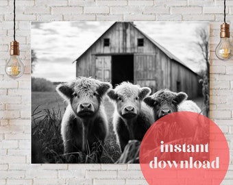 Cute Baby Highland Cows by Rustic Wisconsin Barn - Printable - Pet Portrait Print - Ready to Print - Rustic Farm Art - Print for Bar Bedroom