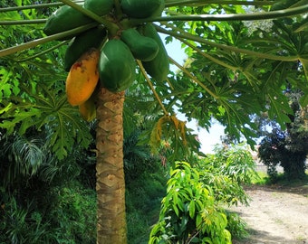Suriname  Paramaribo  Papaya  Boom  Lekkere  Herinnering  Heimwee  Foto  Natuur Printen Groen  Bomen  Landschap