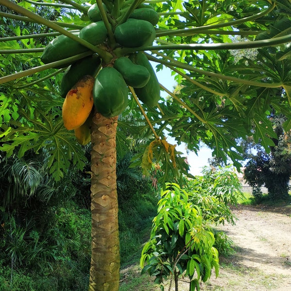 Suriname  Paramaribo  Papaya  Boom  Lekkere  Herinnering  Heimwee  Foto  Natuur Printen Groen  Bomen  Landschap