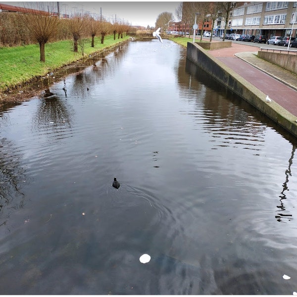 Zevenkamp Prins Alexander Rotterdam Holland Nederland Brug Water Vogels Flat Boom Plant Foto Vissen Straat Auto  Parkeren Fiets Lopen Kijken