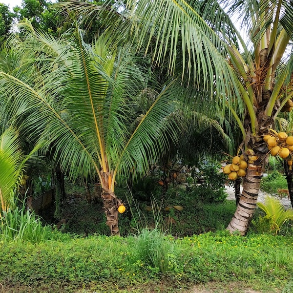 Suriname Commewijne Para Cocos Boom Hele Jaar Vrucht Kokoswater En Vruchtvlees Nat Plantage Bos  Groen Gras Groei Blad Bladeren Foto Lijst