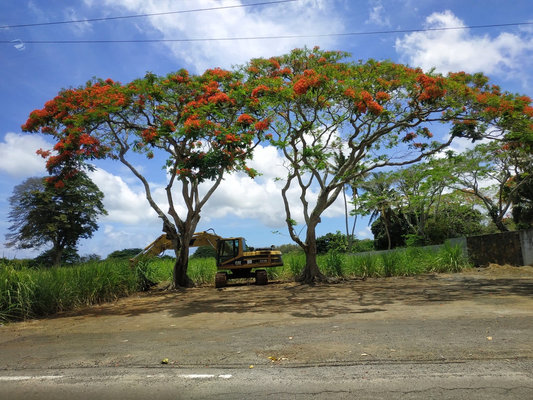 Belle Vue Maurel Mauritius Natuur Bomen Foto Camera Veld Gras Rood