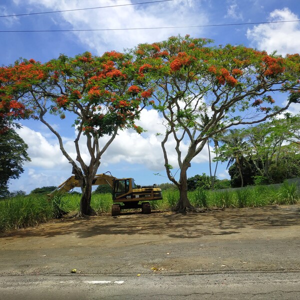 Belle Vue Maurel - Mauritius - Natuur - Bomen - Foto - Camera - Veld - Gras - Rood - Kraan - Werk - Heimwee - Prachtig -  Exclusief - Zon