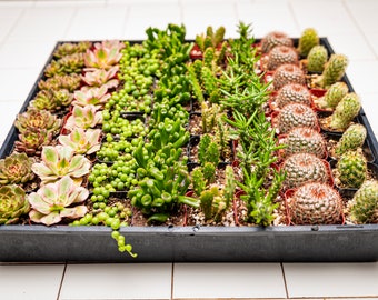 64 2-inch assorted succulents and cacti