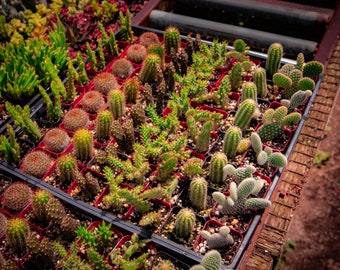 64 2-inch assorted cacti also in 12-6 and 4 packs available