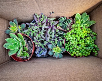 Mystery succulent box, big/small